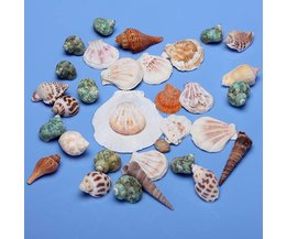 Netz Mit Shells Aquarium