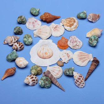 Netz Mit Shells Aquarium