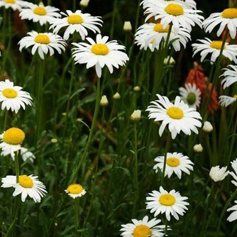 Pflanzensamen Für Gänseblümchen 30 Stück