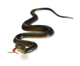 Rubber Snake Toy