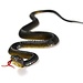 Rubber Snake Toy