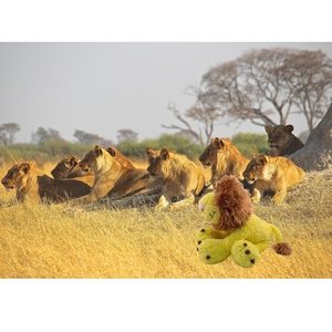 Anna Plush Jungle leeuw Chad