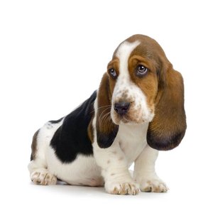Anna Plush Basset puppy