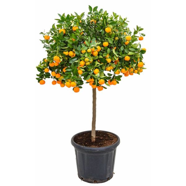 Sinaasappelboom Sinensis op stam XXL