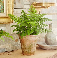 Asplenium - Hydrocultuur