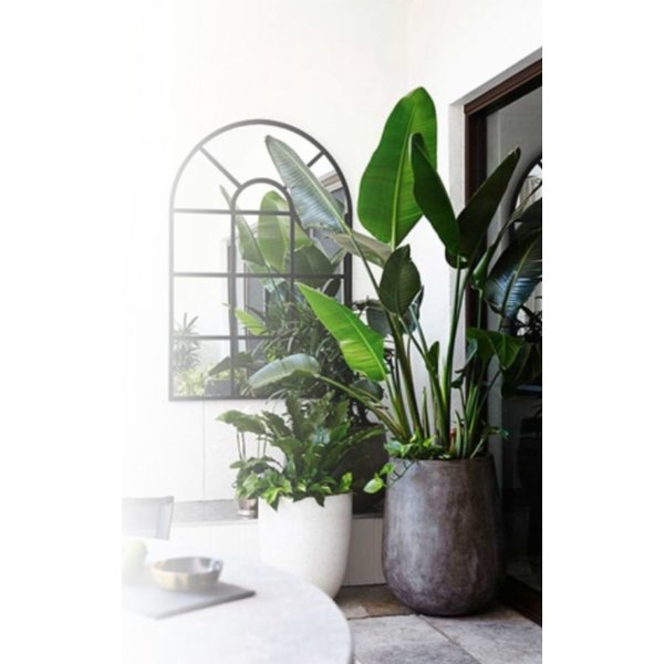 Strelitzia Nicolay Large