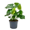 Monstera Gatenplant Medium