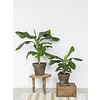 Bananenplant musa medium