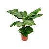 Bananenplant musa medium