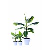 Bananenplant musa medium