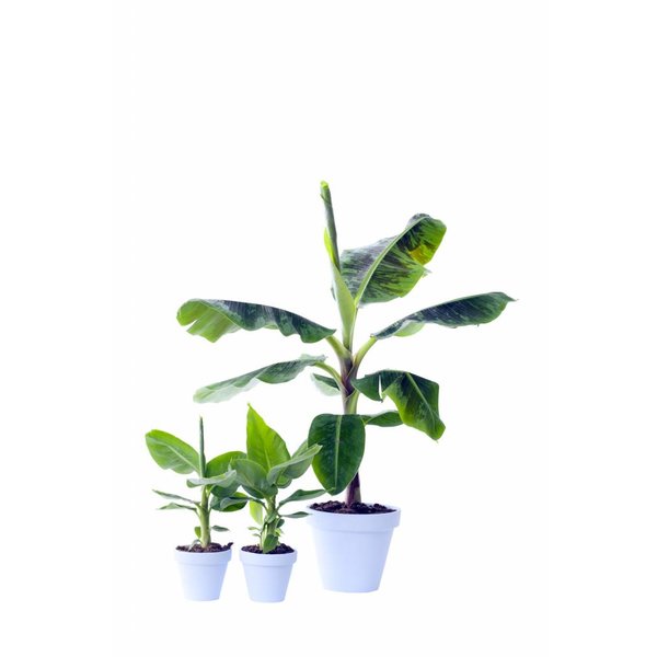Bananenplant musa medium