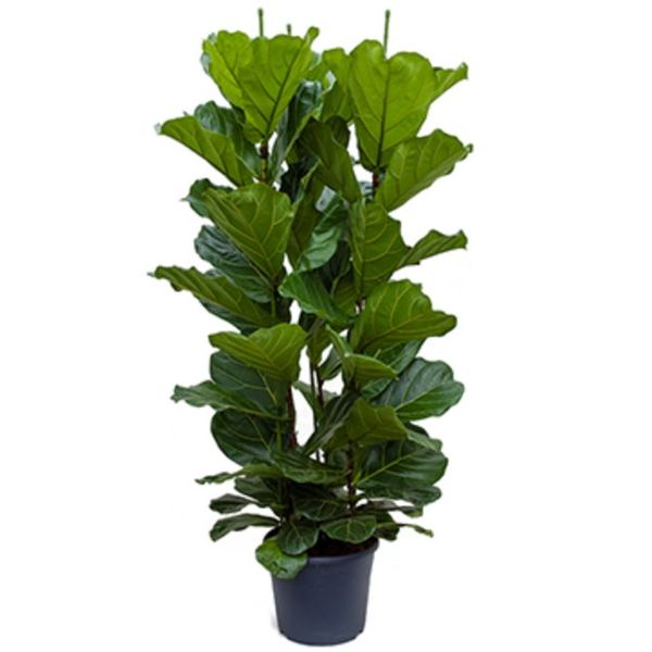 Ficus Lyrata straight Large