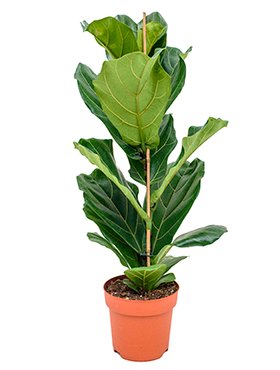 Planten voor in huis