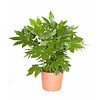Fatsia Japoni Green