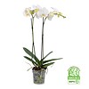 Orchidee White
