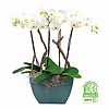 Orchidee Robusto White