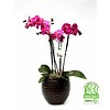 Orchidee Palmas Purple in pot