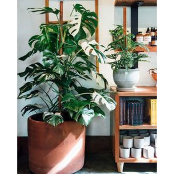 Monstera Deliciosa Bont variegatum
