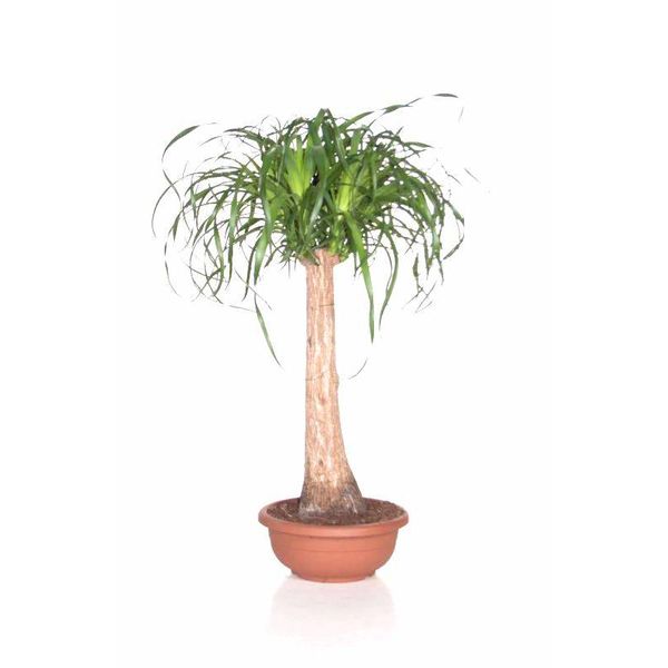 Beaucarnea shalow large