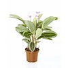 Calathea bicajoux gecko