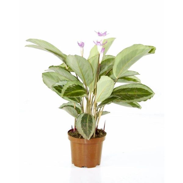 Calathea bicajoux gecko