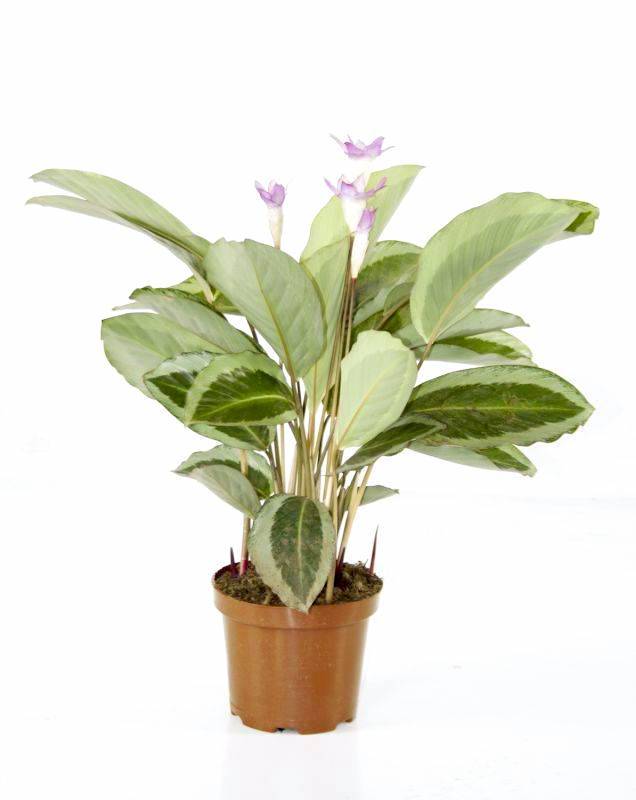 Planten voor in huis