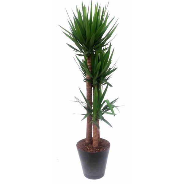 Yucca Elephantipes xl met Artstone pot Antraciet