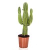 Cactus Euphorbia medium