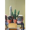 Cactus Euphorbia medium