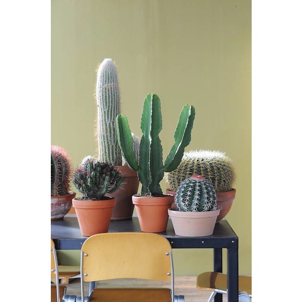 Cactus Euphorbia medium