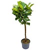 Ficus Lyrata op stam Large