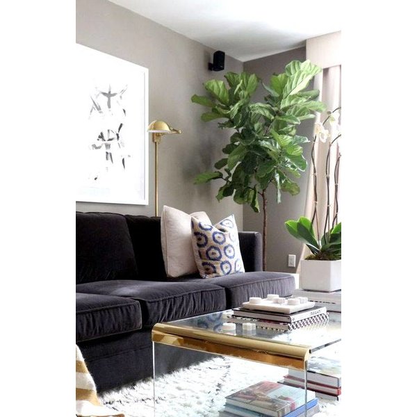 Ficus Lyrata op stam Large