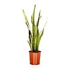 Sansevieria Laurentii medium