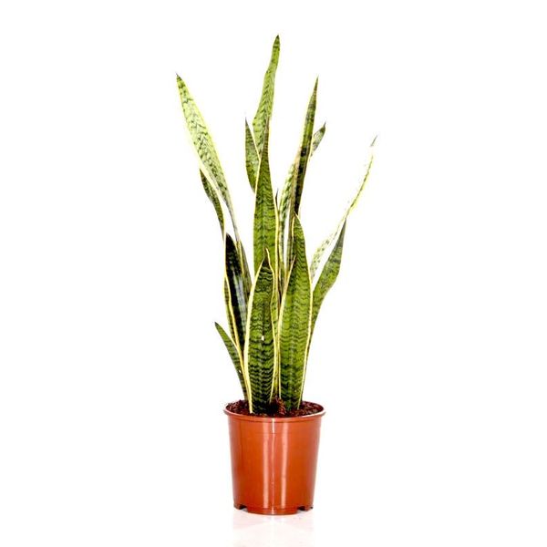 Sansevieria Laurentii medium