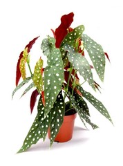 Begonia