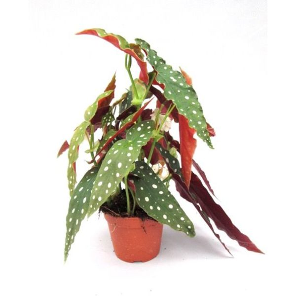 Begonia Maculata stippenplant small