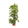 Monstera Deliciosa Mosstok Large