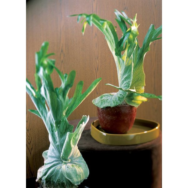 Hertshoornvaren - Platycerium Bifurcatum Hangplant