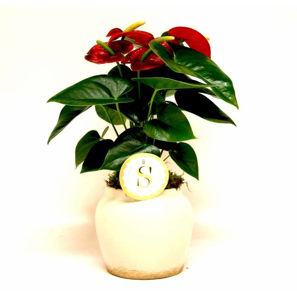 Anthurium rood in pot Rome