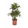 Dracaena Dorado Carrousel