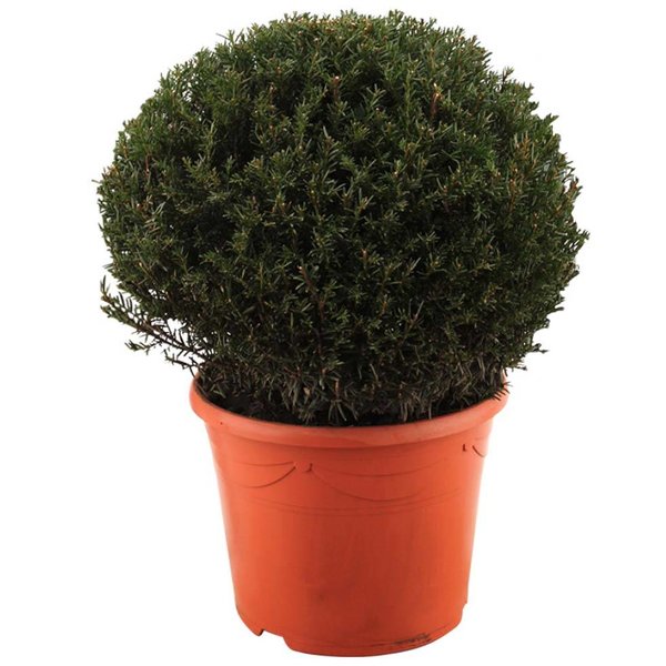 Taxus baccata (bol)
