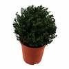 Taxus baccata (bol)