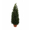 Taxus baccata (piramide)