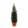 Taxus baccata (piramide)