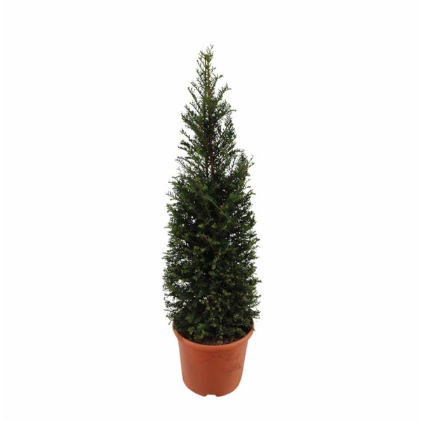 Taxus baccata (piramide)