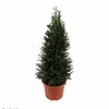 Taxus baccata (piramide)