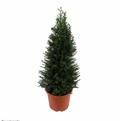Taxus baccata