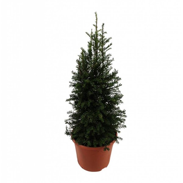 Taxus baccata (piramide)