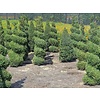 Buxus sempervirens spiraal