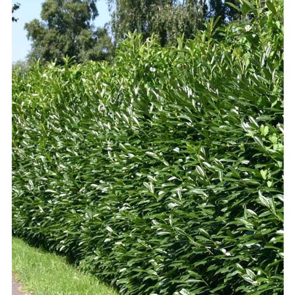 Prunus laurocerasus 'Caucasica'
